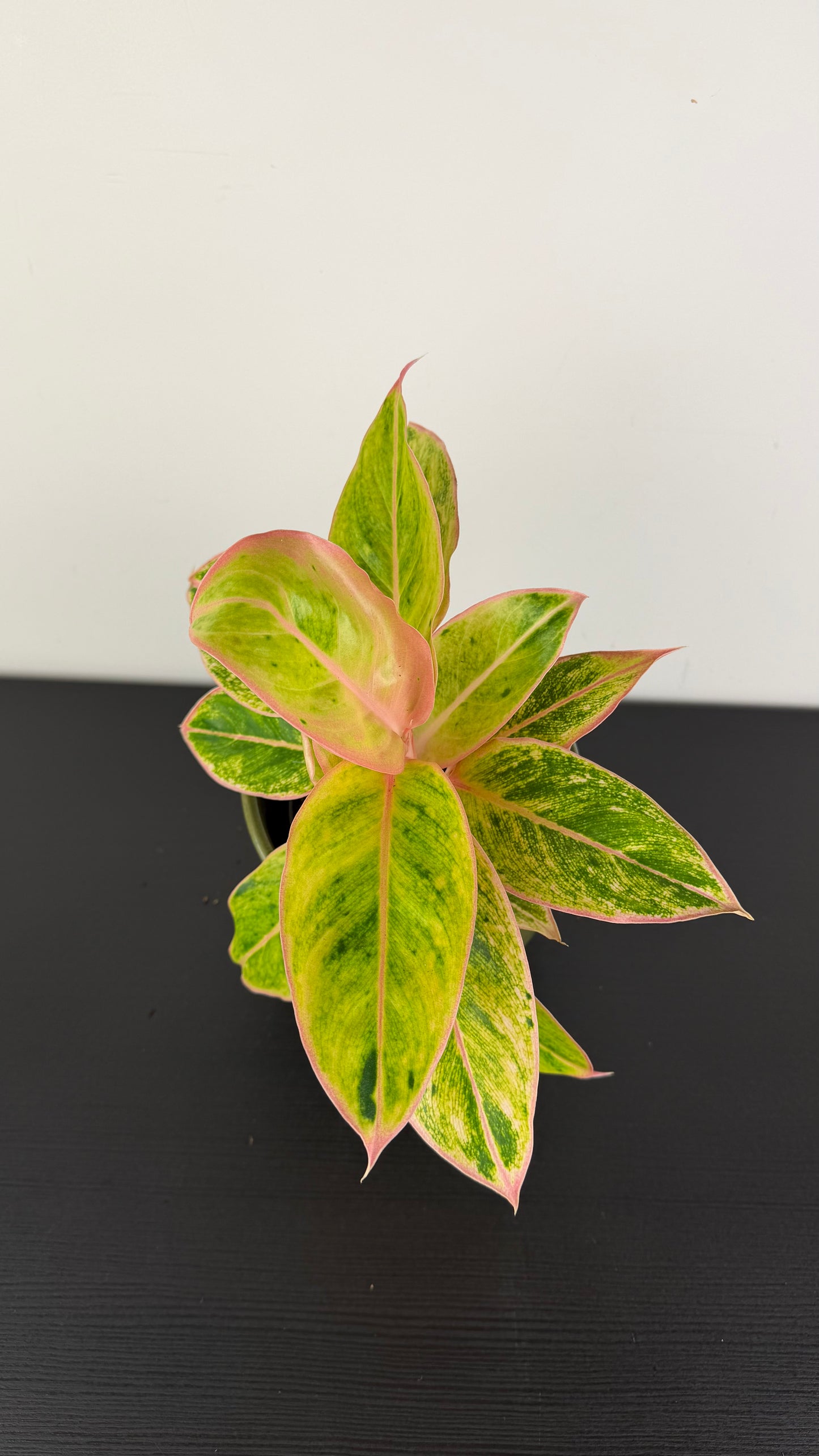 Aglaonema 7