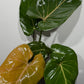 Philodendron Summer Glory