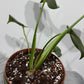 Monstera Thai Constellation 1