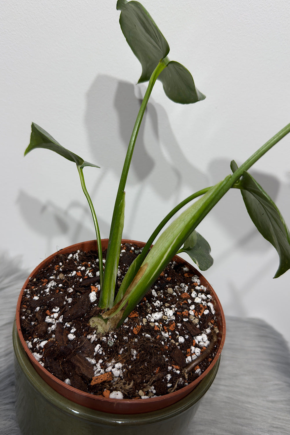 Monstera Thai Constellation 1