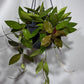 Hoya gracilis