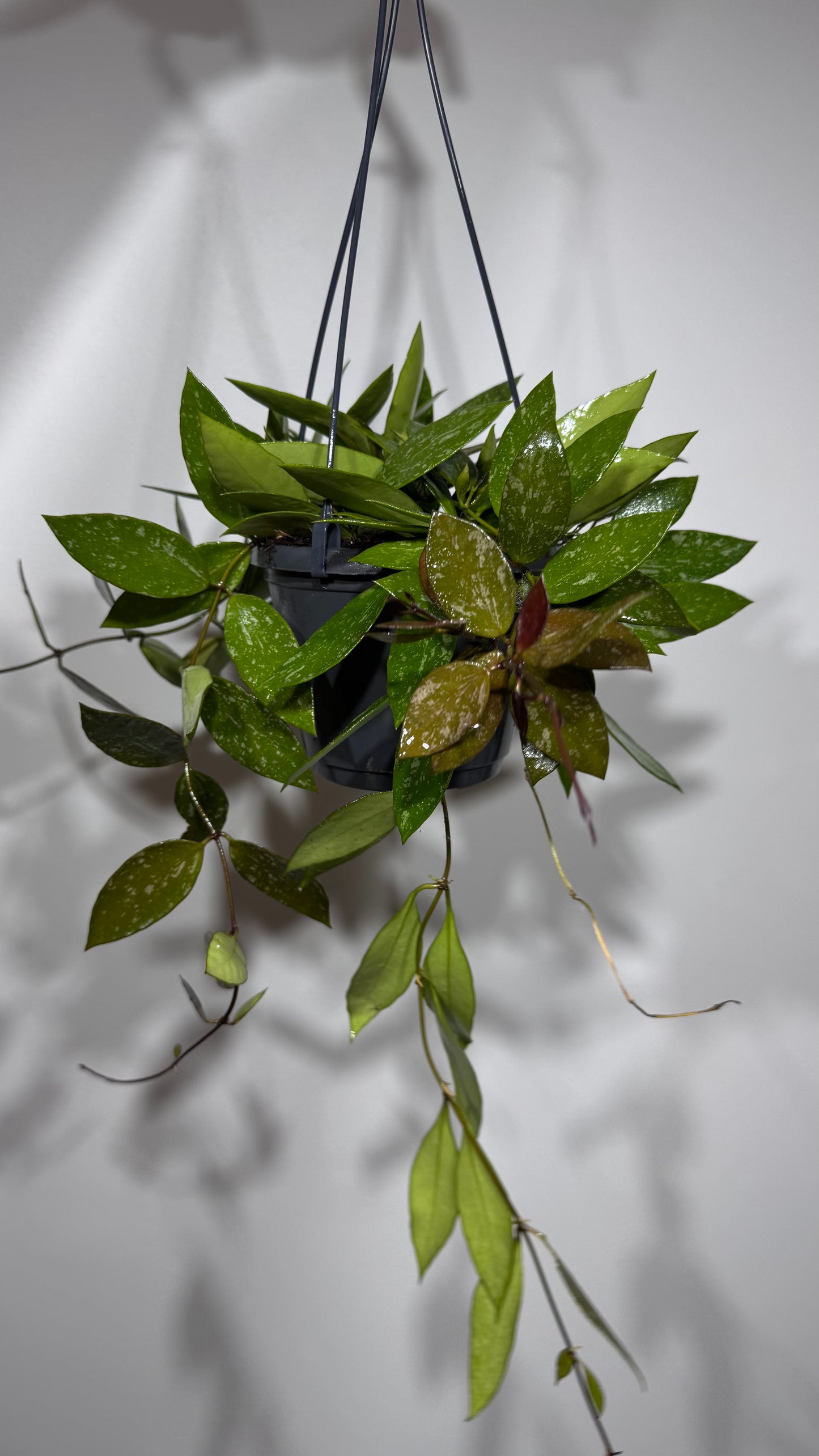 Hoya gracilis