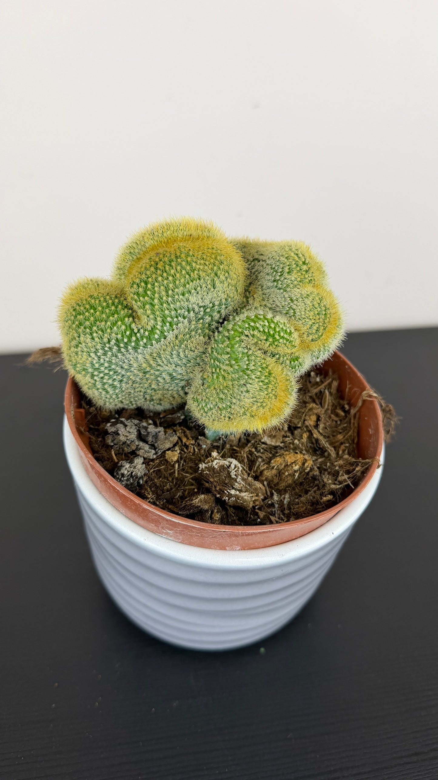 Cactus 4