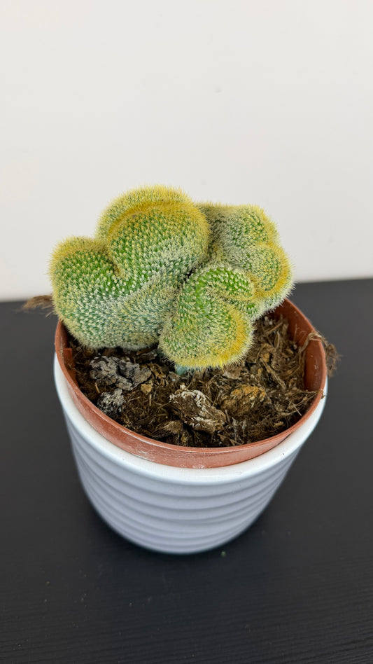 Cactus 4