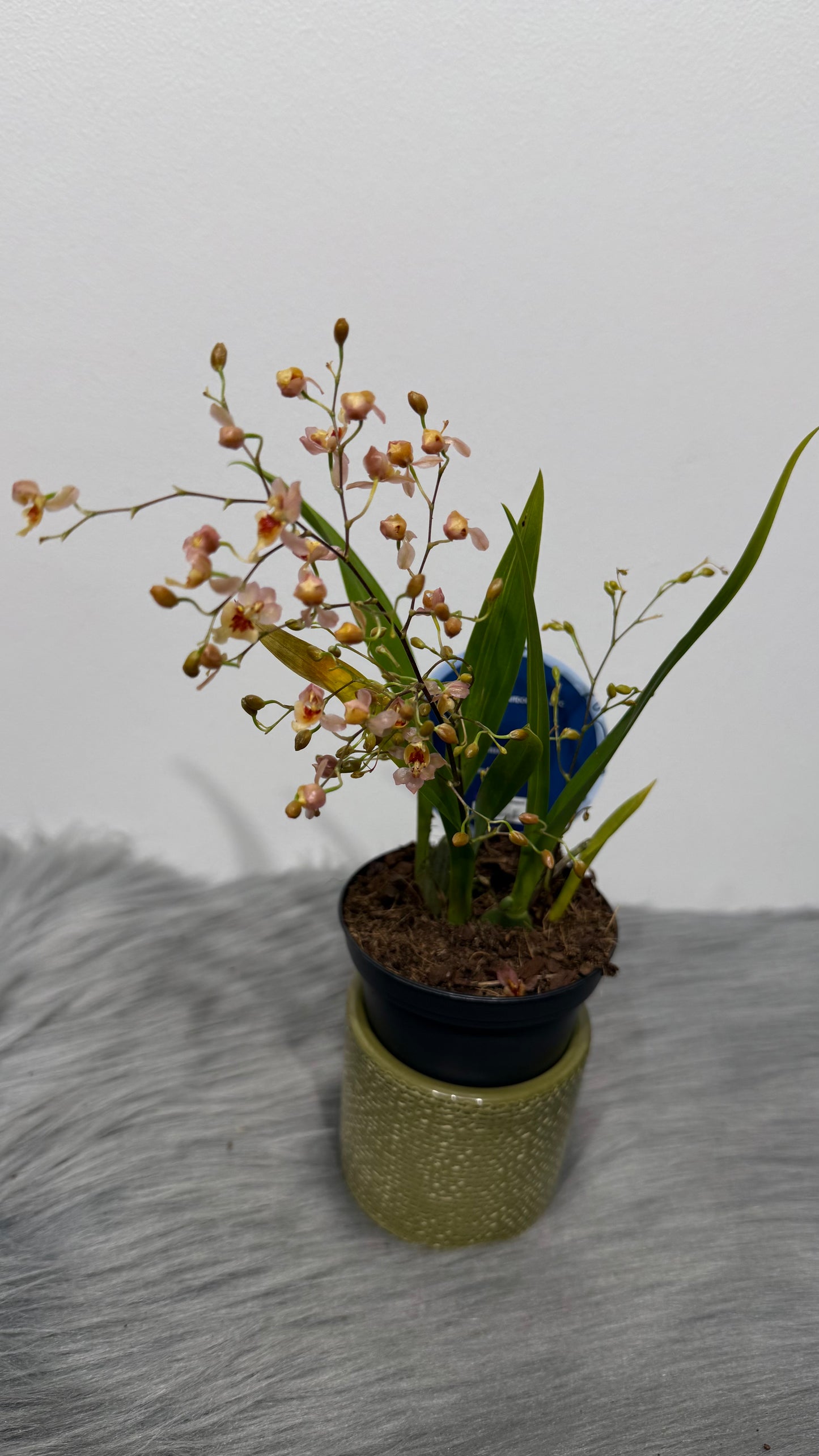 Orhideja Oncidium 2 SMARŽO