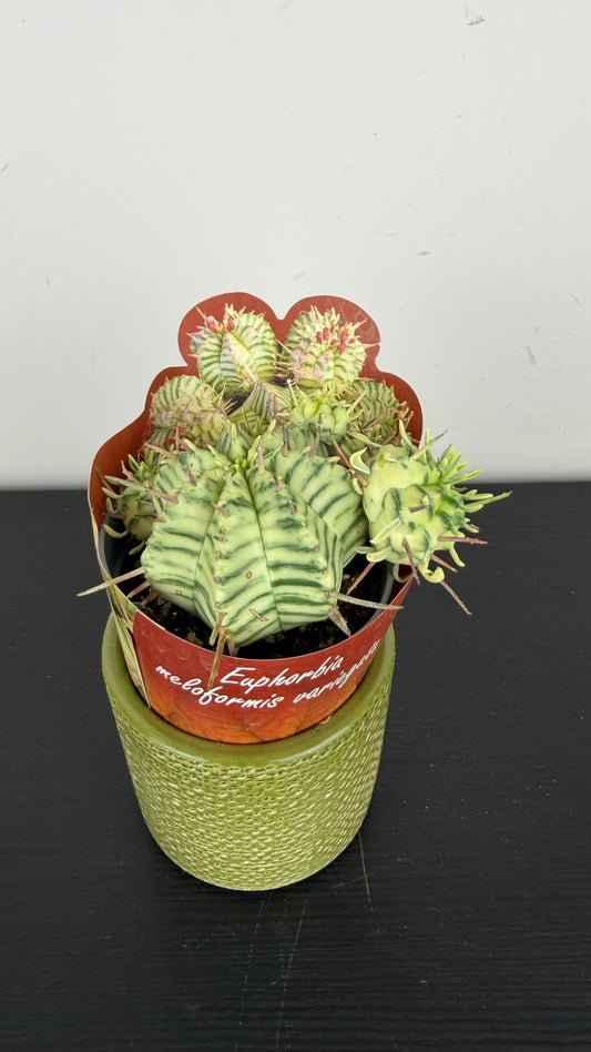 Euphorbia Meloformis Variegata