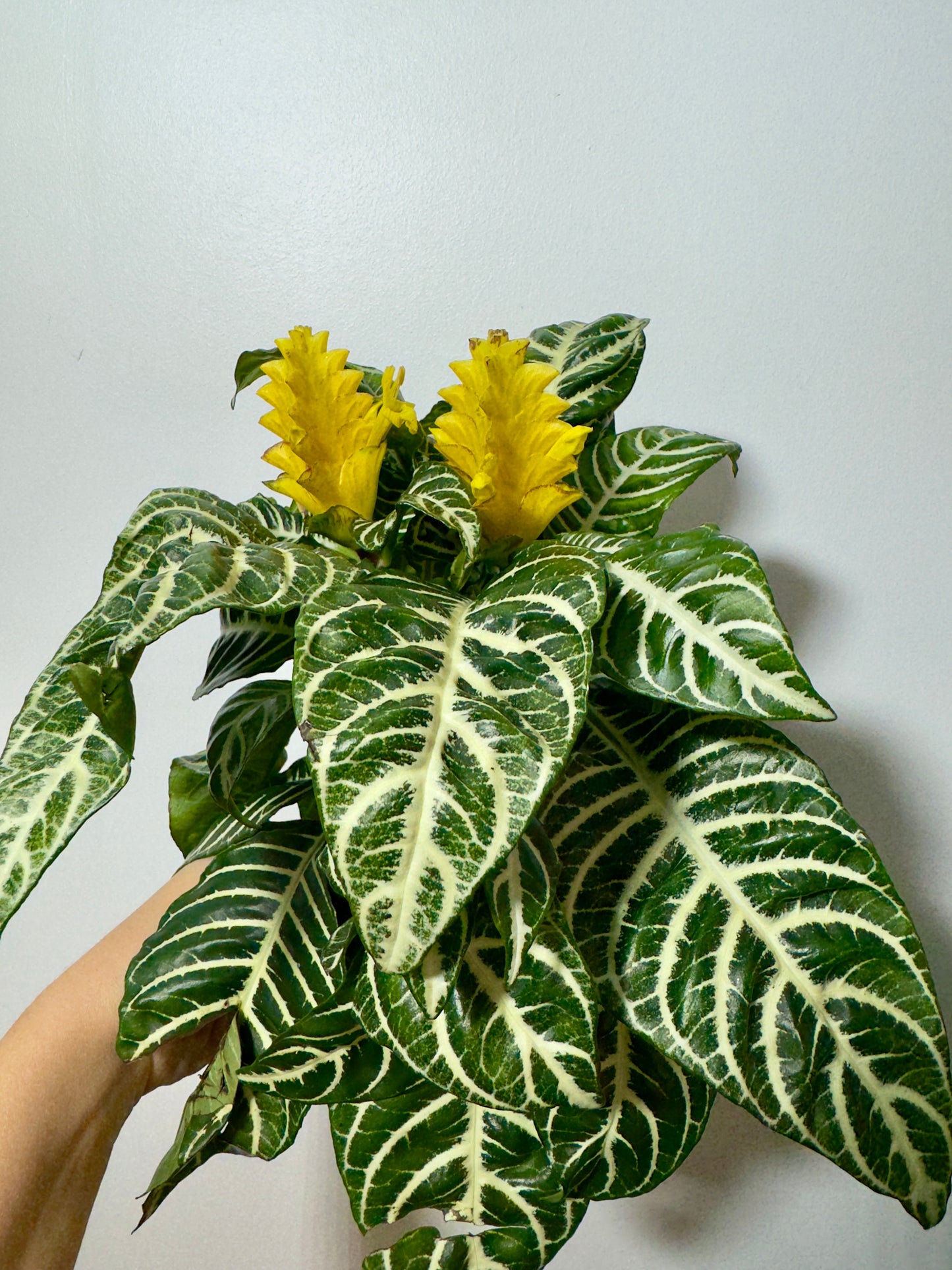 Aphelandra Dania - www.augi-plants.lv