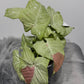 Syngonium milk Confetti