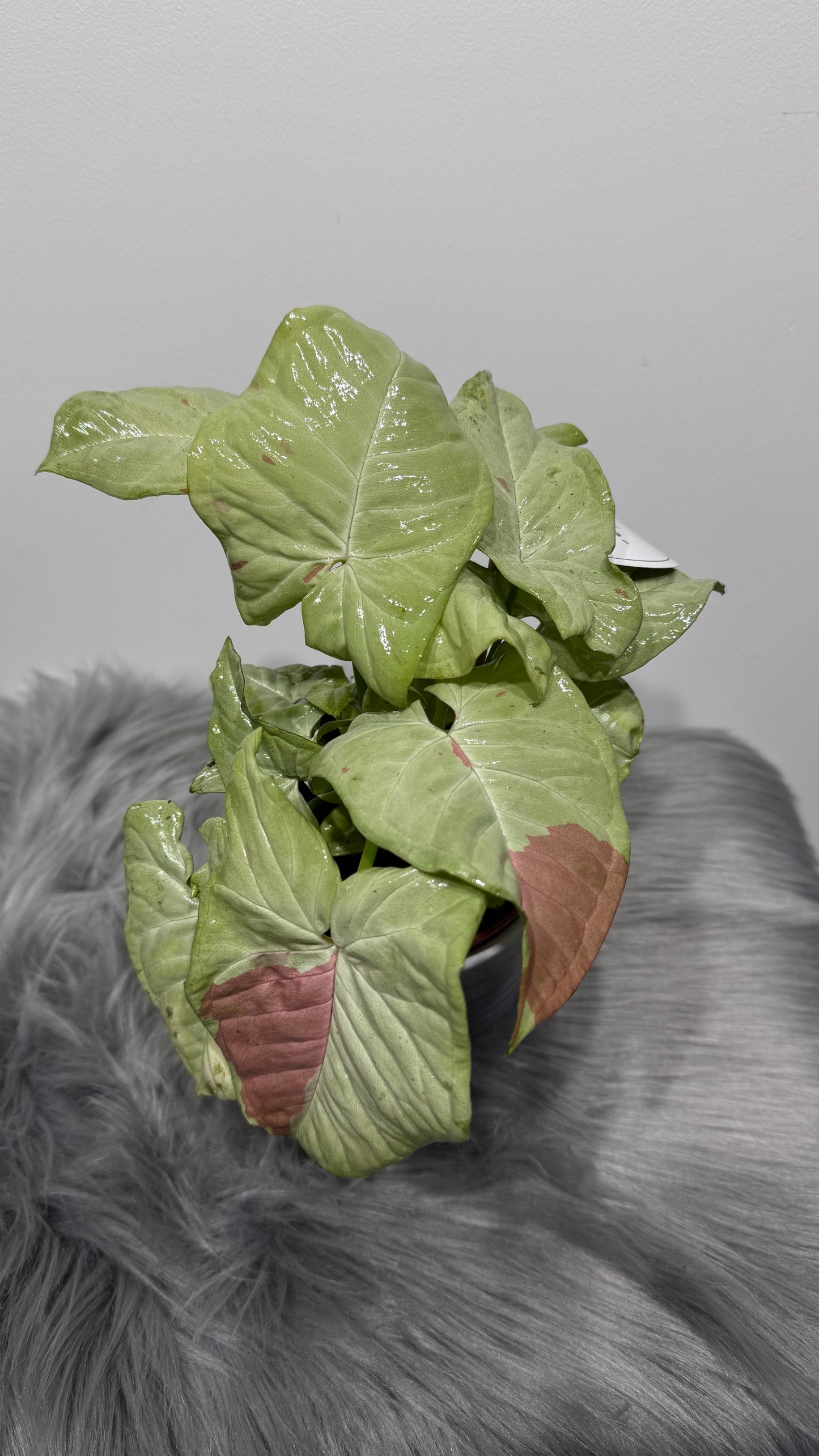 Syngonium milk Confetti
