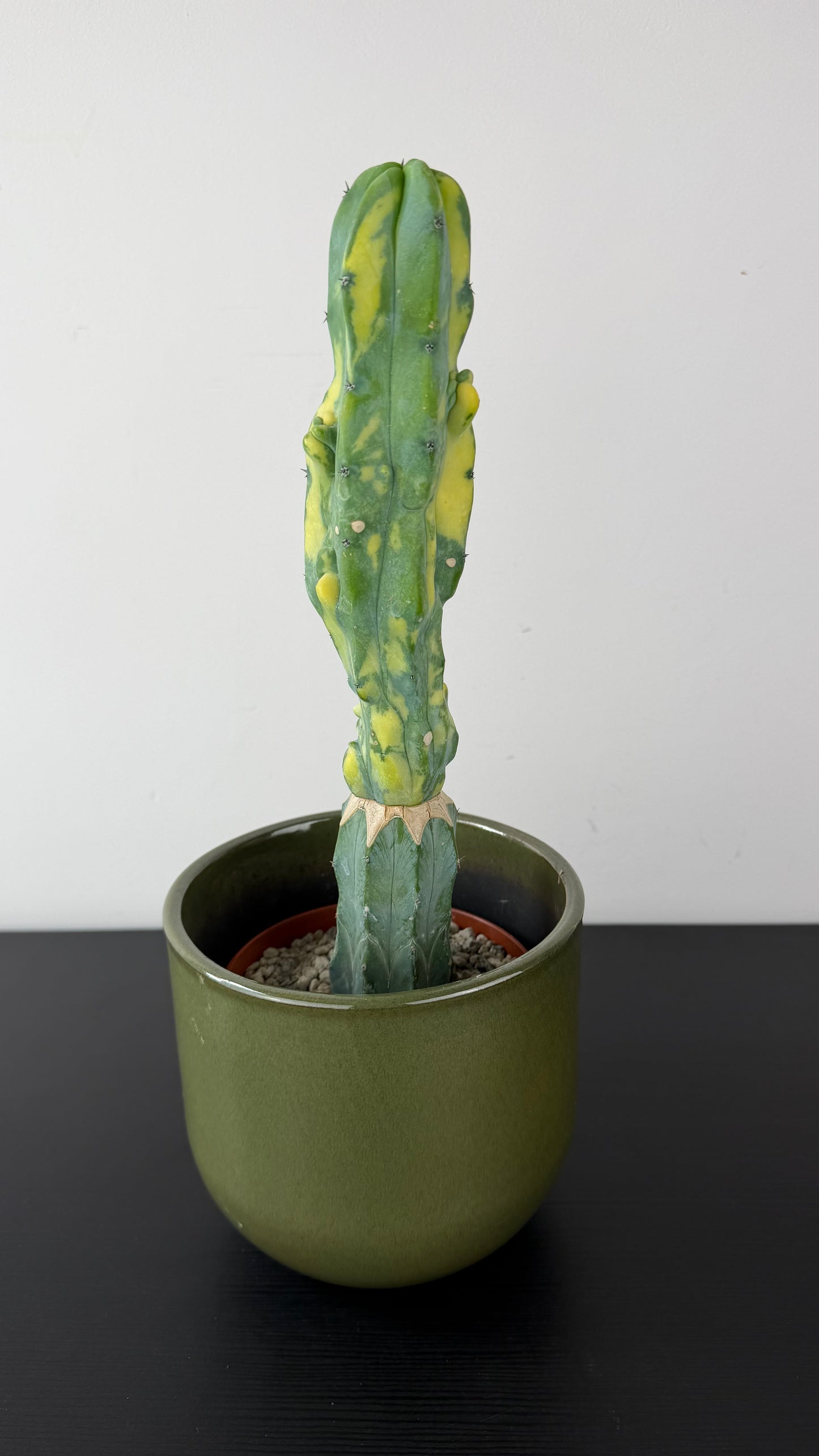 Myrtillocactus Geometrizans 'Fred' Variegated