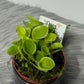 Mušķērājs Heliamphora