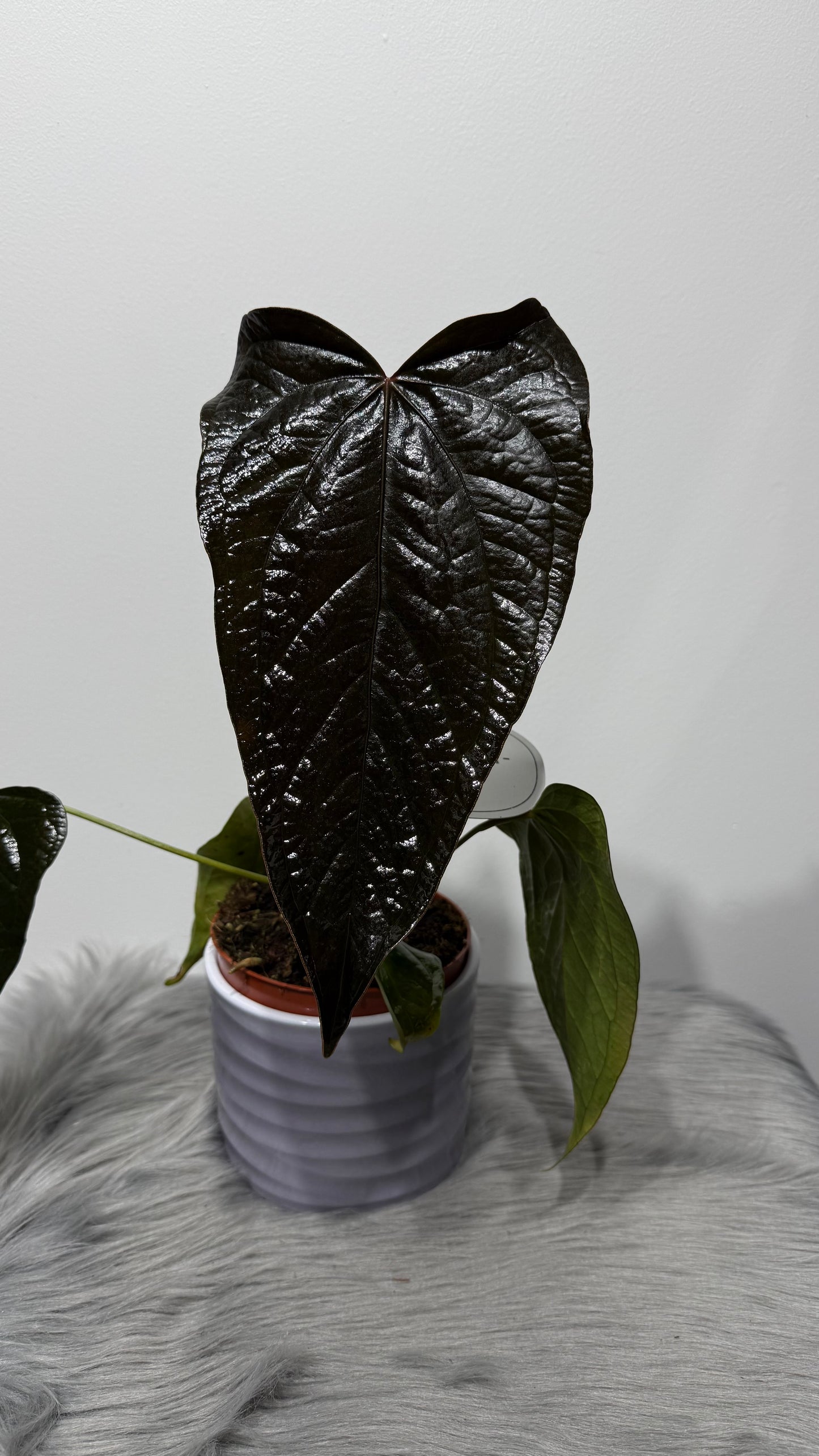 Anthurium Queen of Hearts