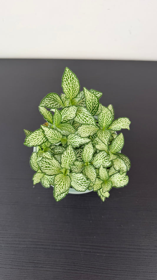 Fittonia 7