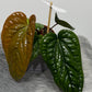 Anthurium Luxurians x Radicans
