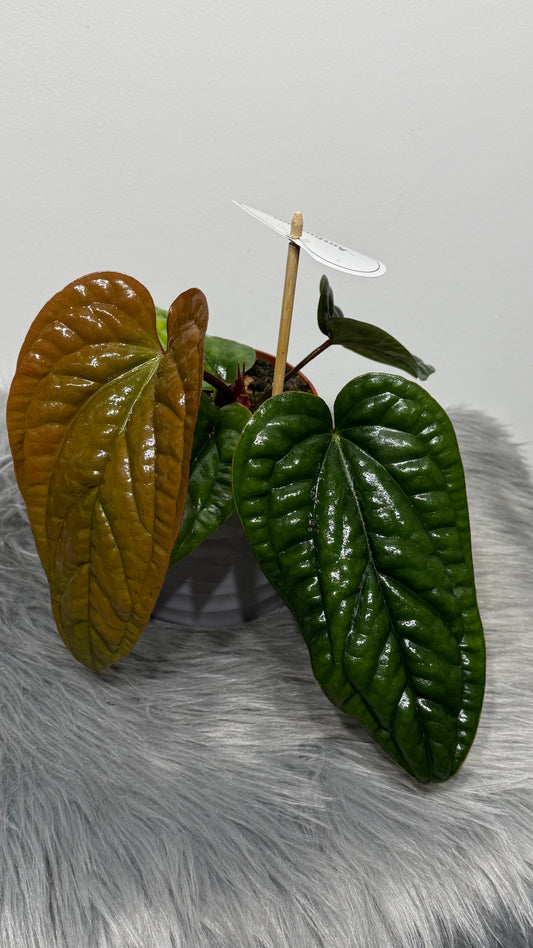 Anthurium Luxurians x Radicans