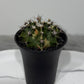 Gymnocalycium mihanovichii variegata