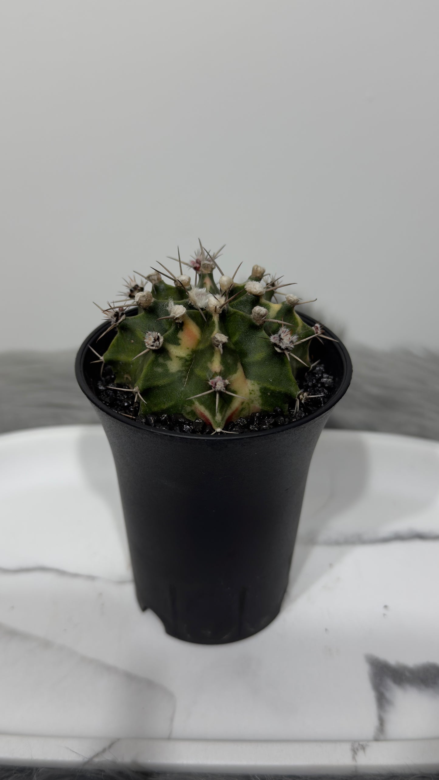 Gymnocalycium mihanovichii variegata
