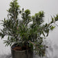 Callistemon Citrinus