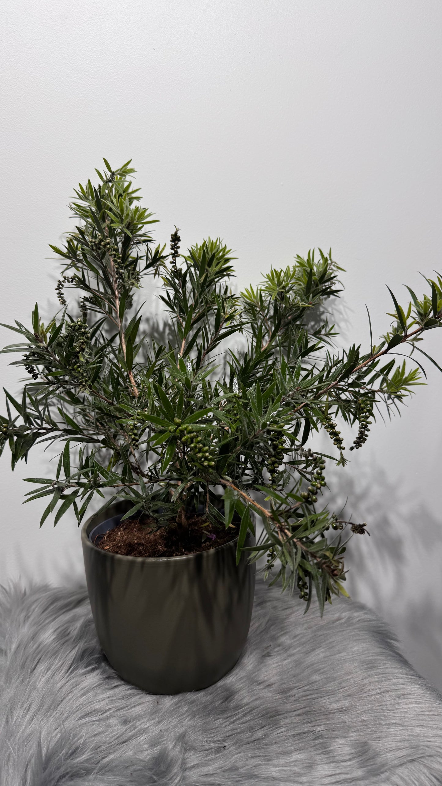 Callistemon Citrinus