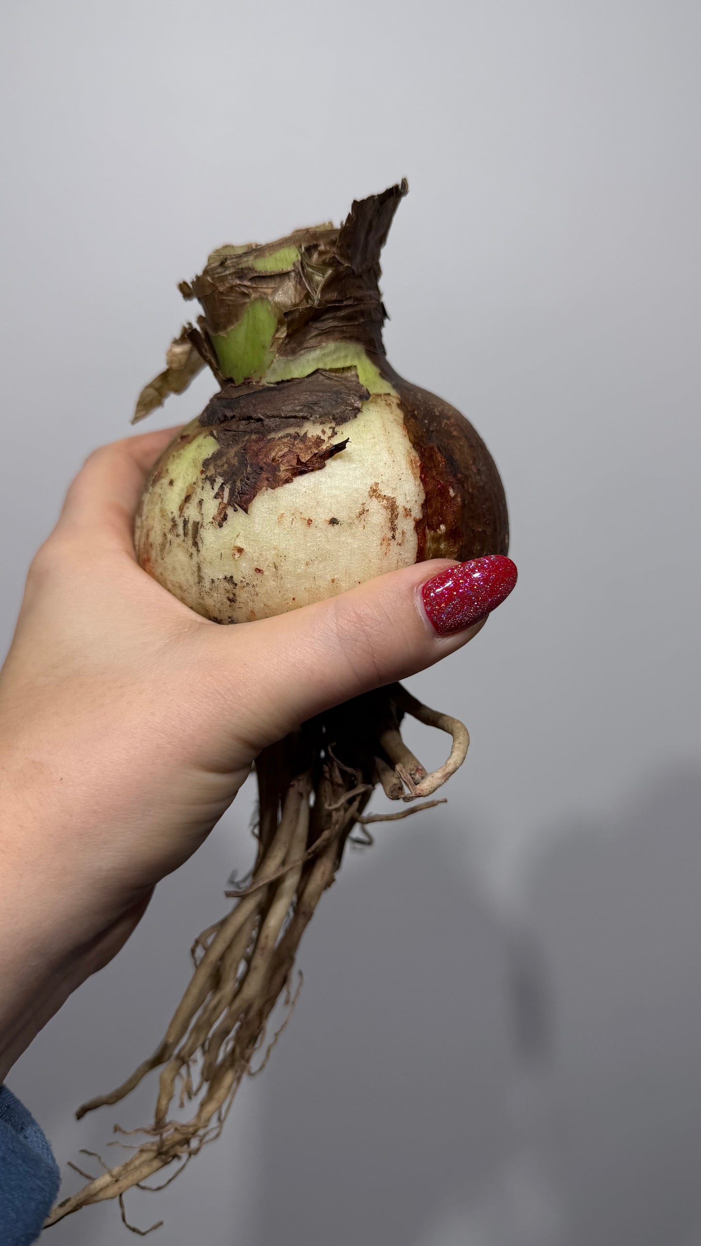 Amaryllis Magical Touch