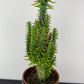 Austrocylindropuntia subulata