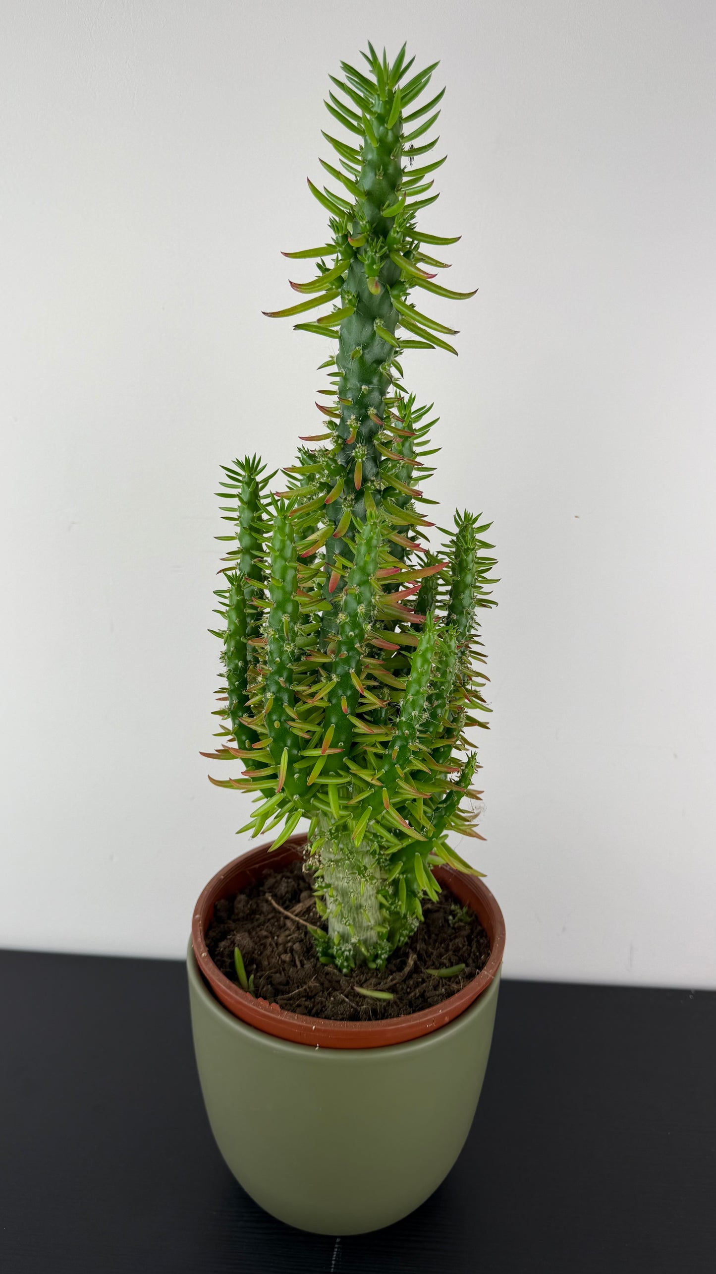 Austrocylindropuntia subulata