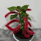 Acalypha Hispida