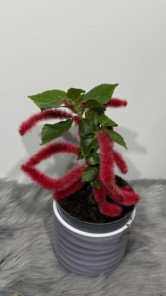 Acalypha Hispida
