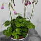 Oxalis Amarantha