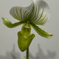 Orhideja Paphiopedilum x Maudiae Femma