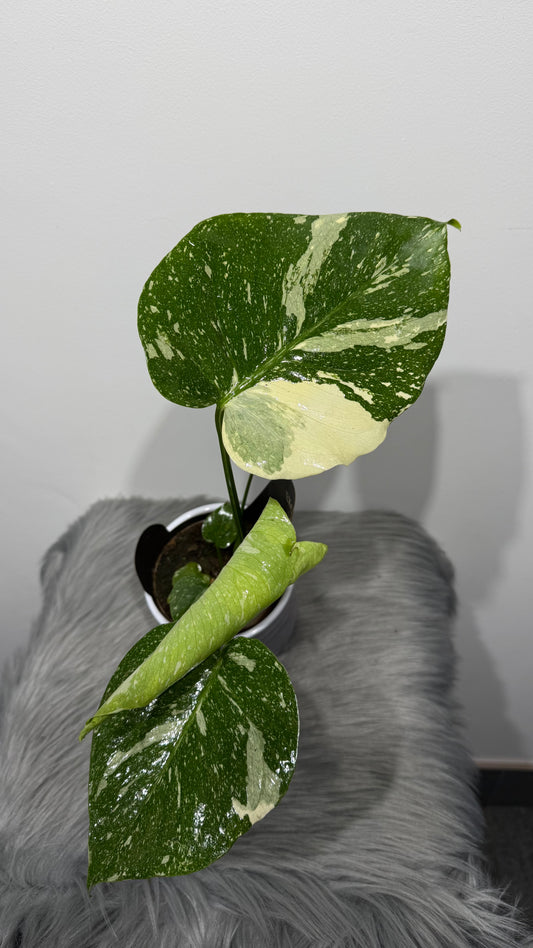Monstera Thai Constellation