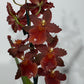 Orhideja Cambria 4