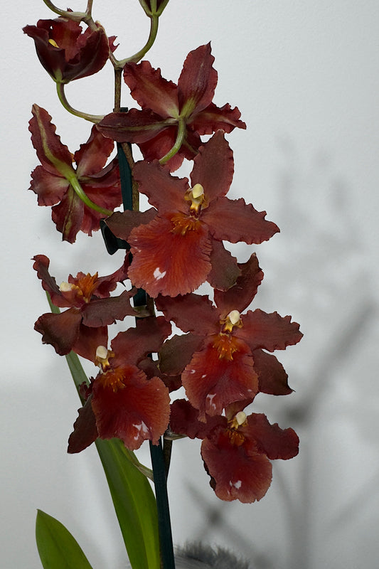 Orhideja Cambria 4