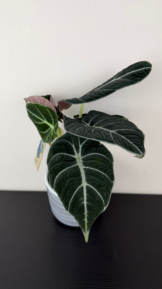 Alocasia 'Black Velvet'
