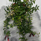 Aeschynanthus/ Lipstick plant
