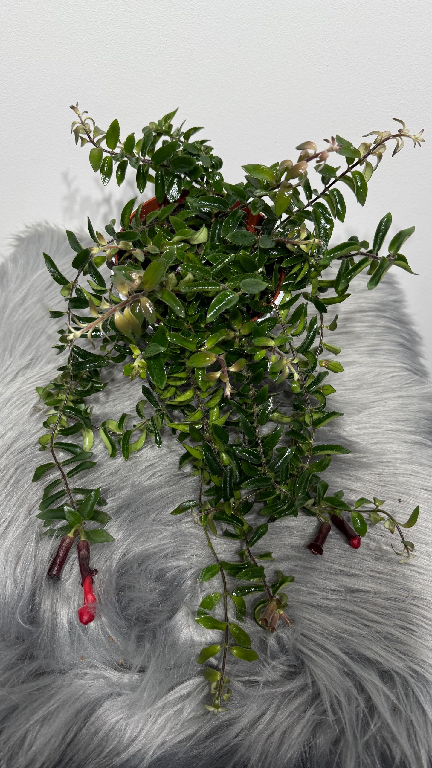 Aeschynanthus/ Lipstick plant