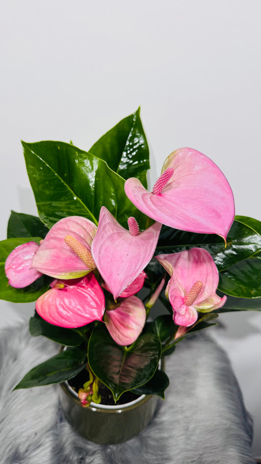 Anthurium Pink