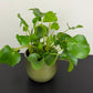 Pilea Peperomoides