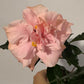 Hibiscus rose