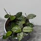 Hoya Mathilde Splash