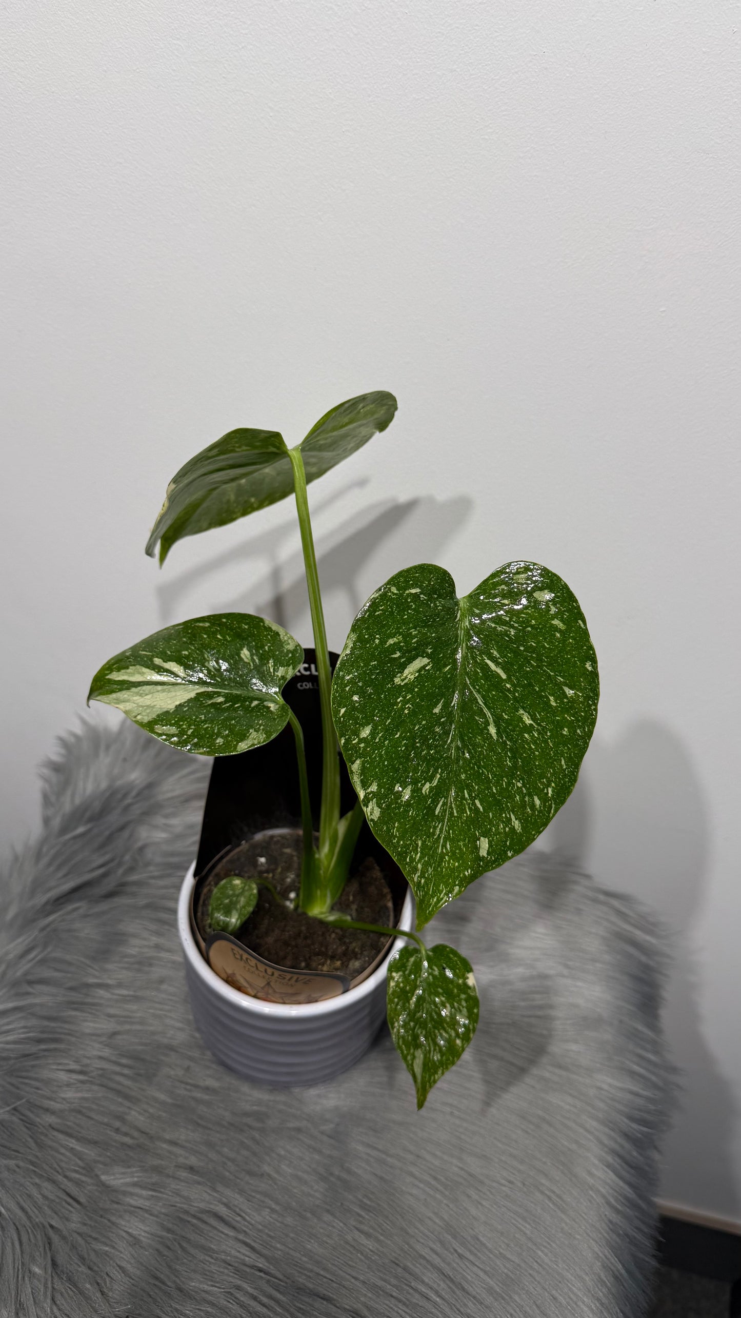 Monstera Thai Constellation