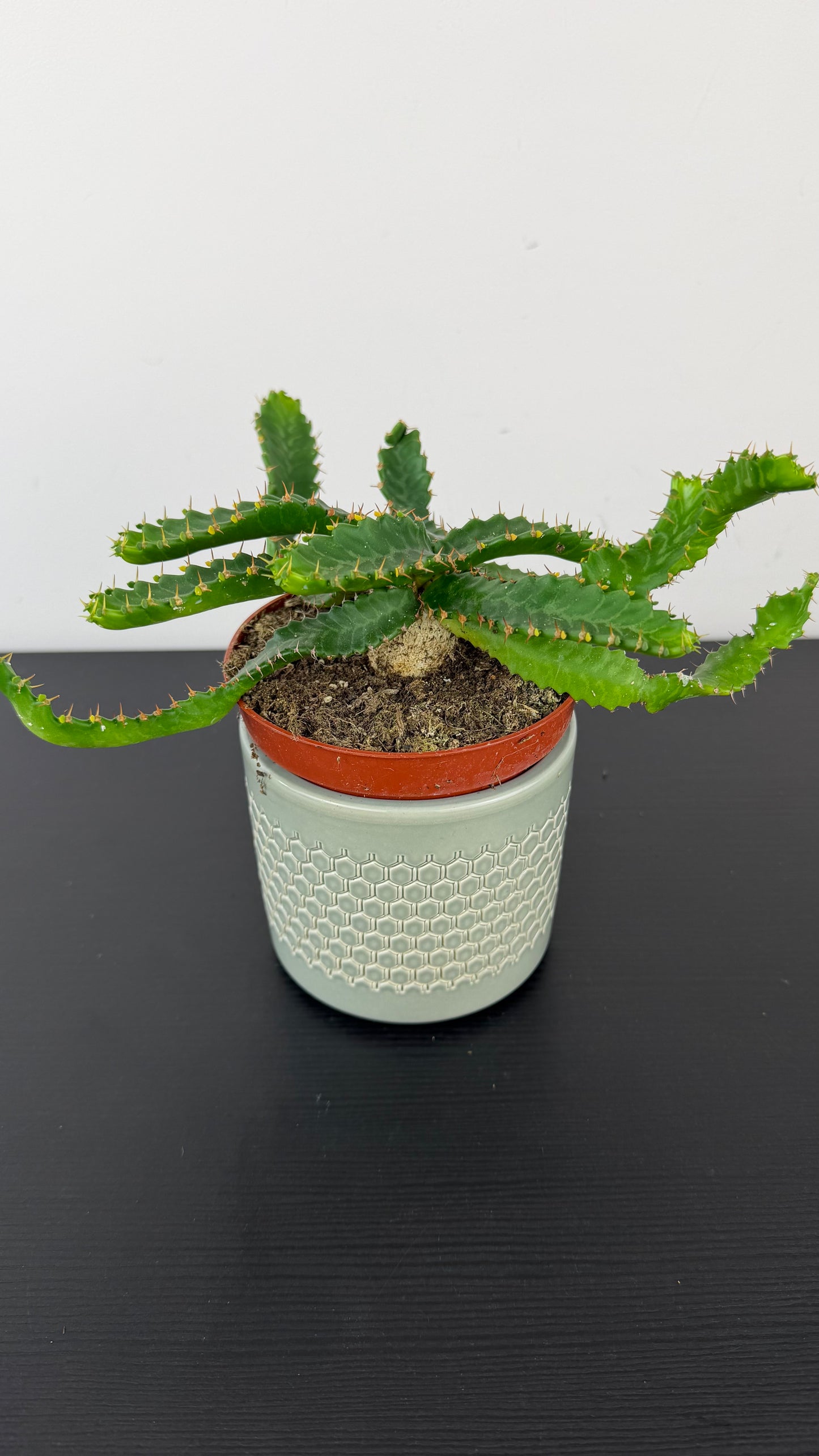 Euphorbia Stellata