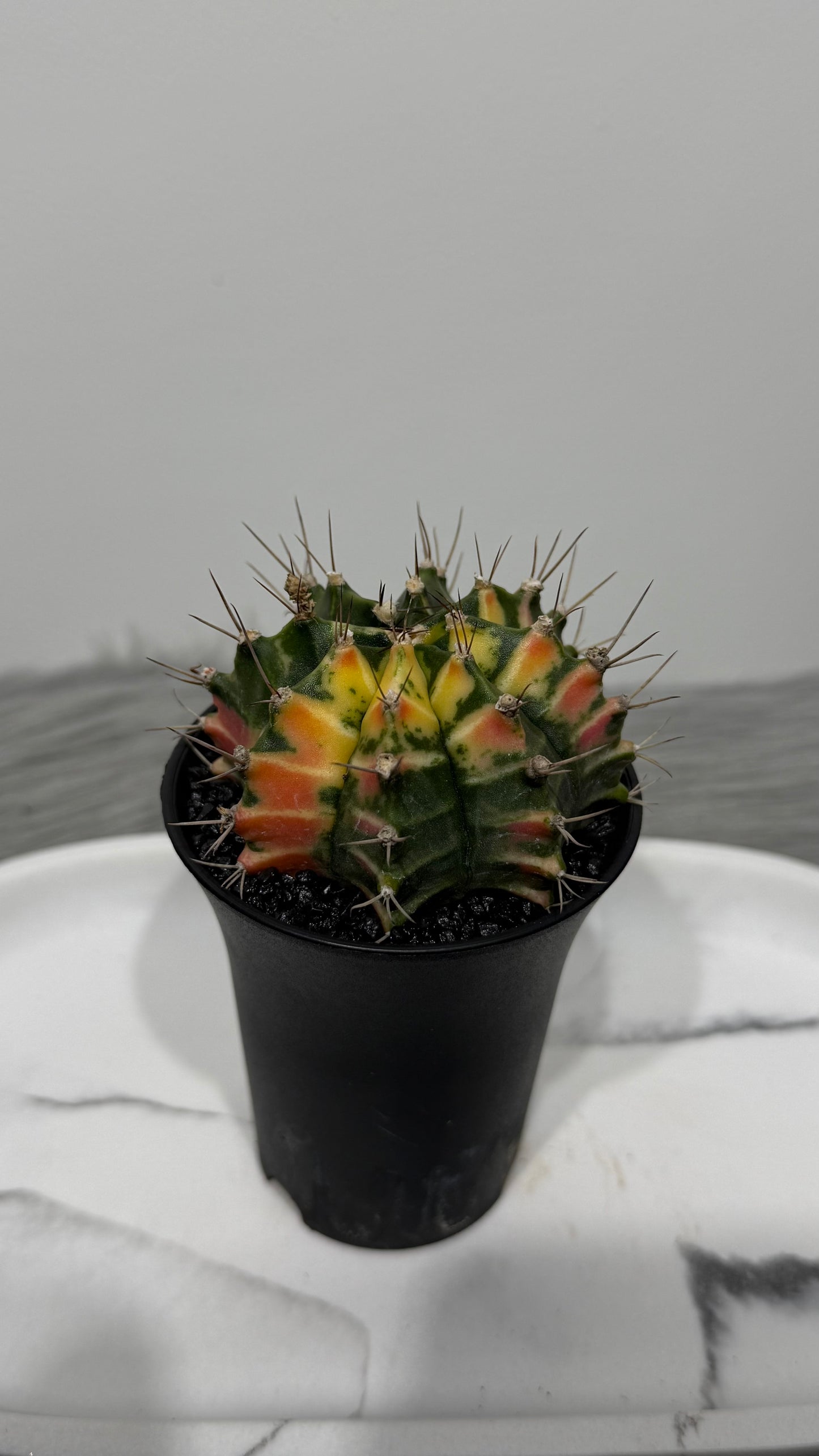 Gymnocalycium mihanovichii variegata