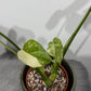 Monstera Thai Constellation 6