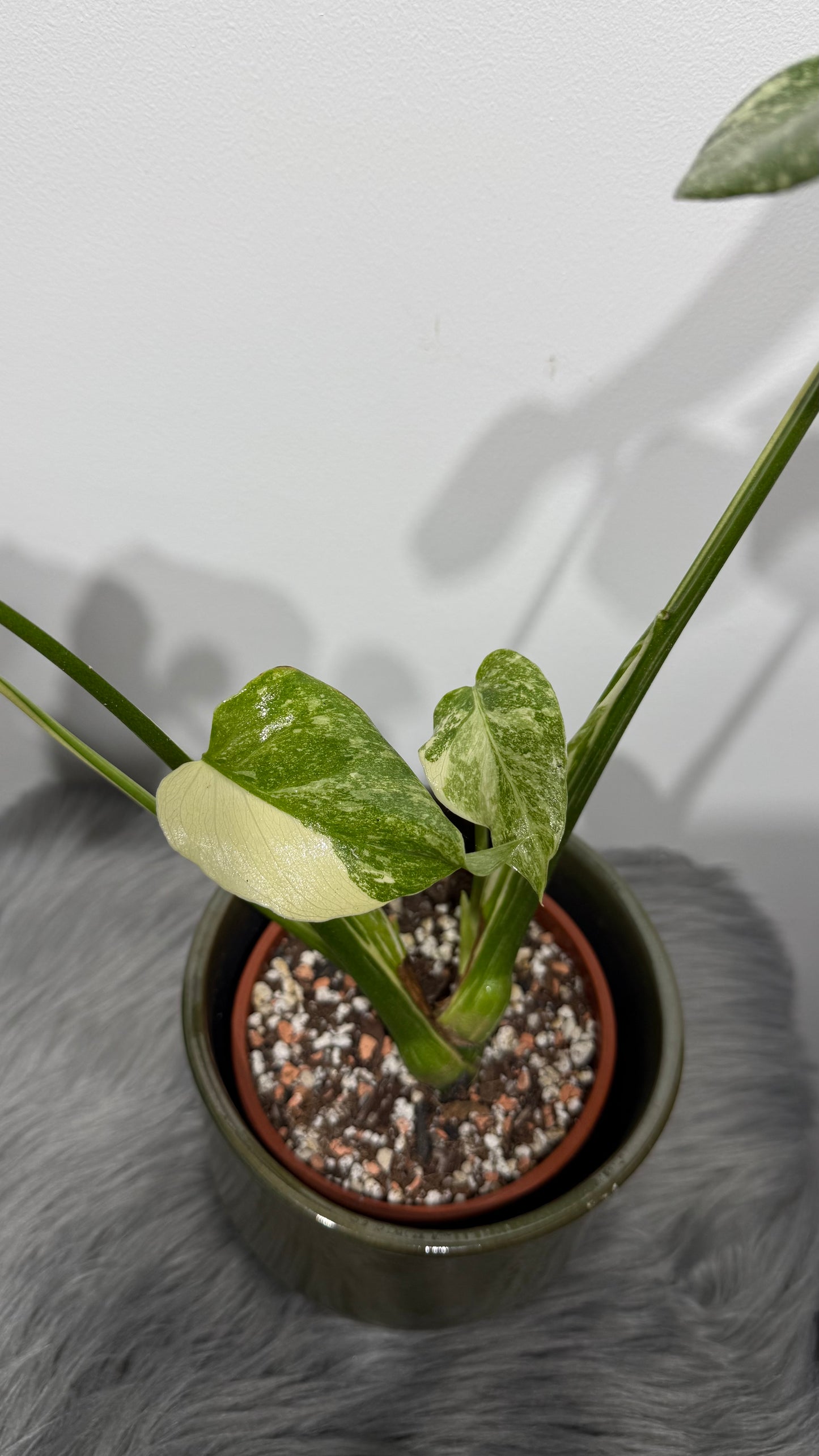 Monstera Thai Constellation 6