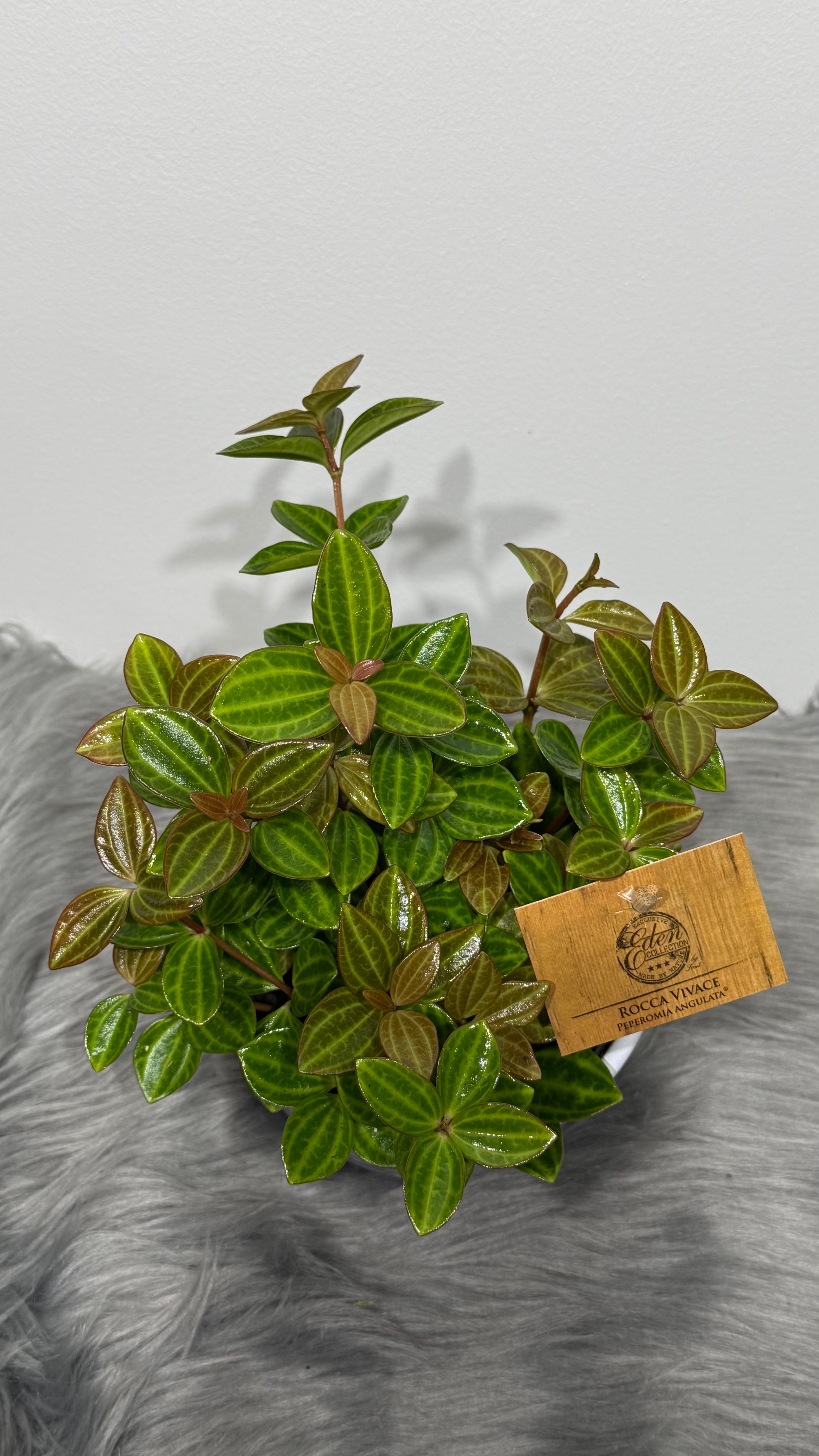 Peperomia Angulata Rocca – www.augi-plants.lv