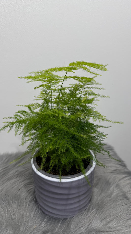 Asparagus Setaceus