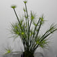Cyperus