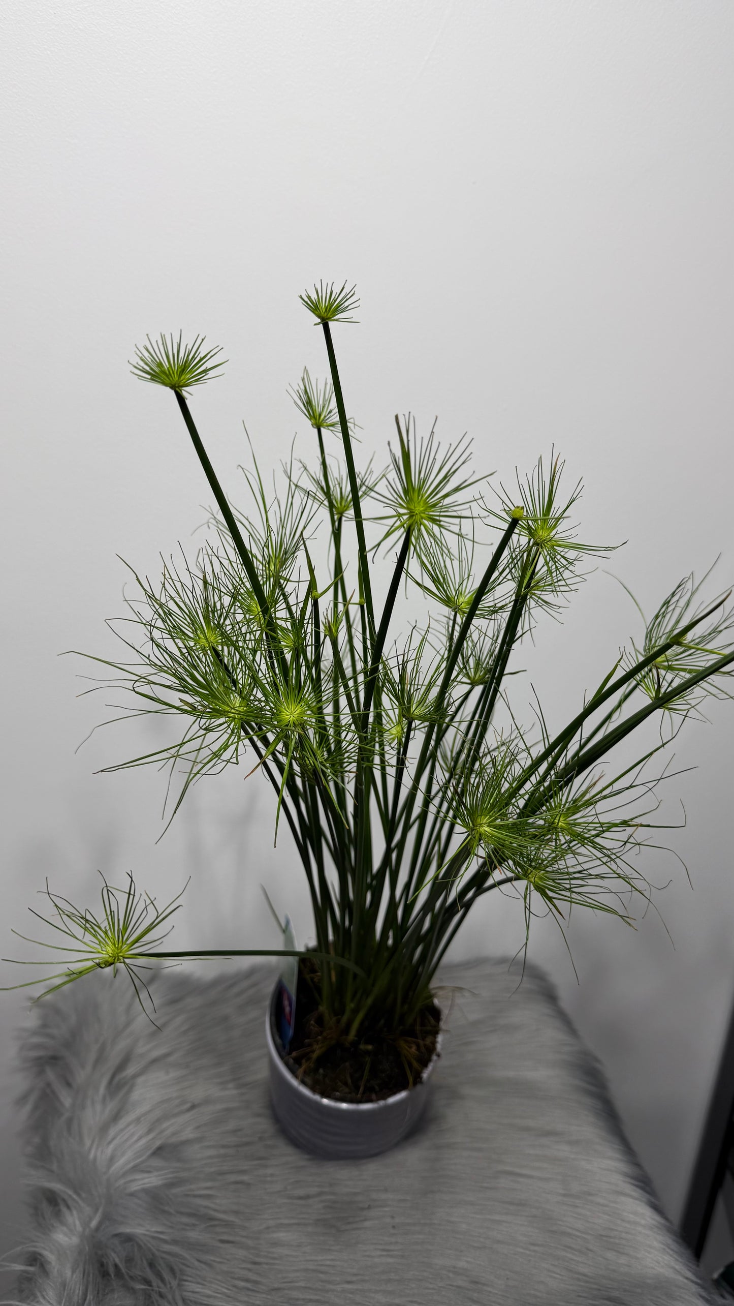 Cyperus