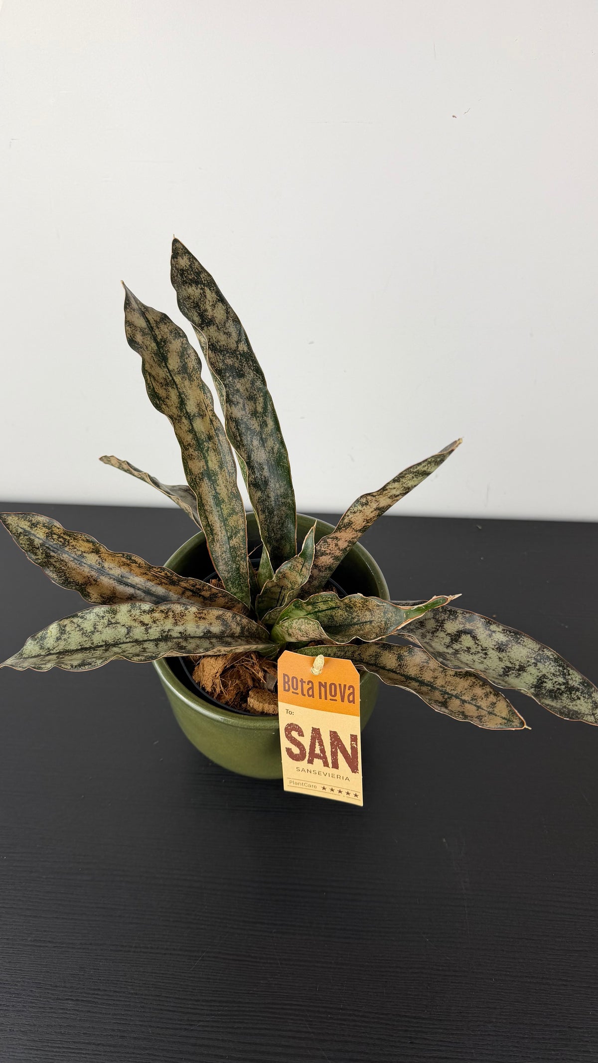 Sansevieria kirkii Coppertone